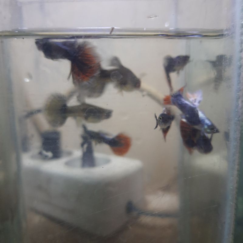 PRMBE GUPPY