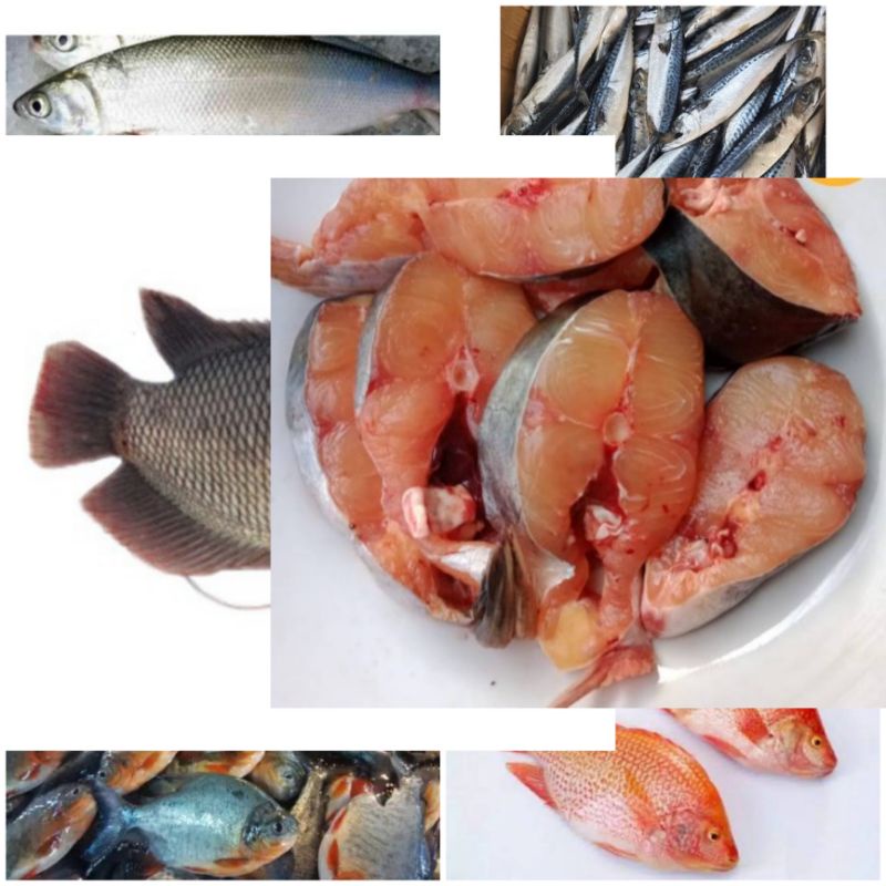 

ikan patin/nila merah/mas/lele/mujaer/bawal tawar/gurame/bandeng/makarel