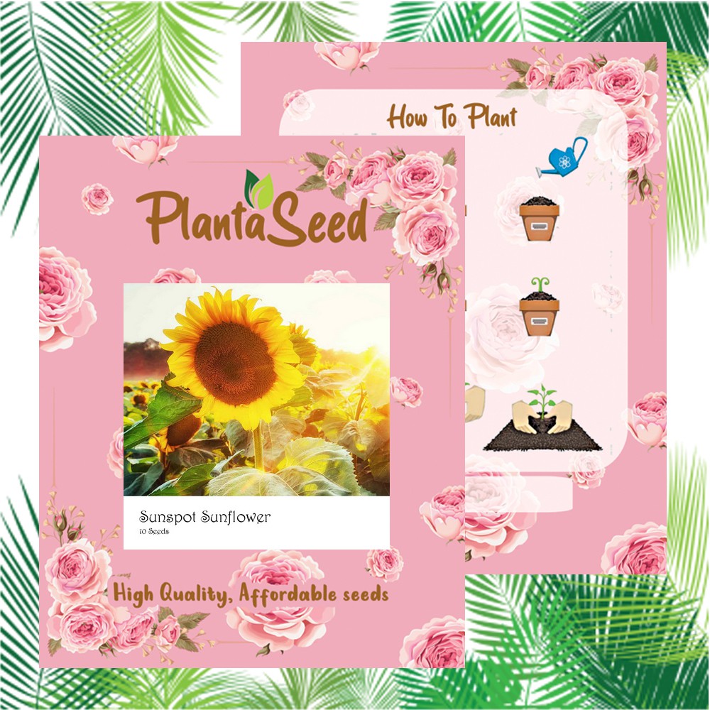 PlantaSeed - 10 Seeds - Sunspot Sunflower Benih Biji Bunga - PAS0235