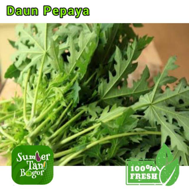 

DAUN PEPAYA LOKAL SEGAR PER IKAT