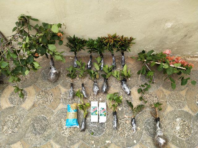 Tanaman Hias Palem Sikas-bibit Tanaman Sikas