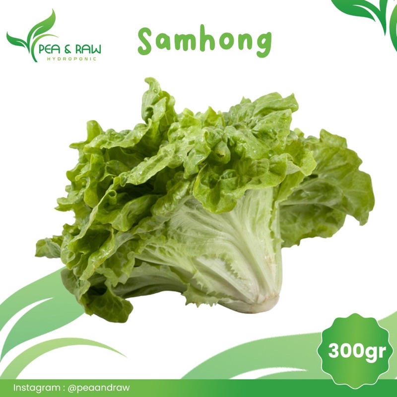 

Sawi Samhong Hidroponik 300gr