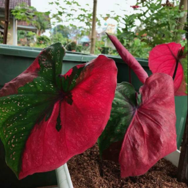 Bibit Anakan Caladium Keladi Baret Shopee Indonesia