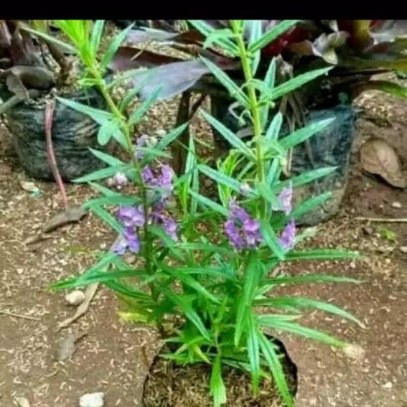 tanaman hias  lavender - lavender