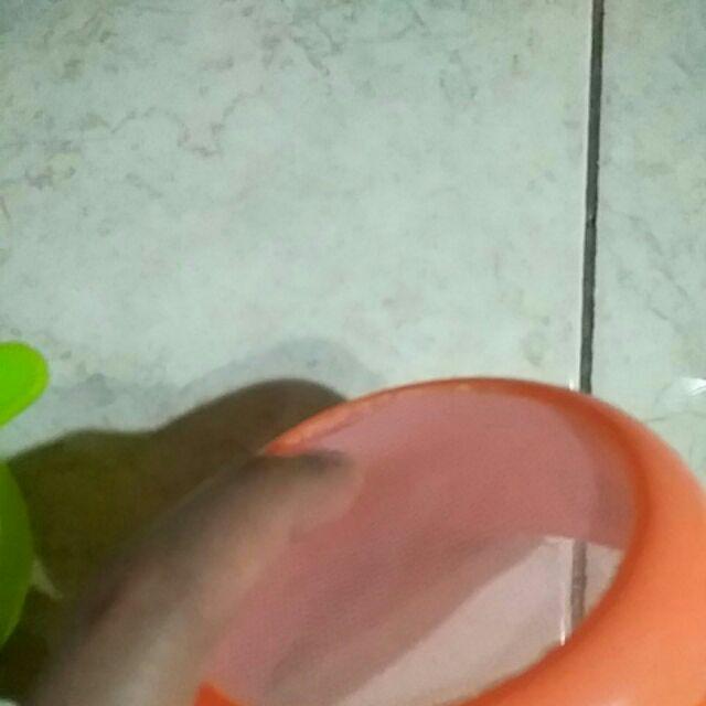 Saringan Plastik Mpasi