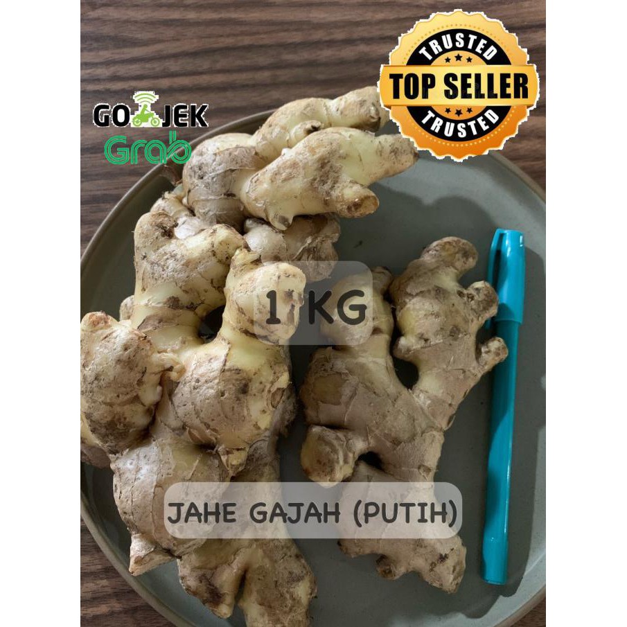 

Promo Awal tahun JAHE GAJAH (PUTIH) FRESH SEGAR ALAMI / WHITE GINGER 1 KG Big Sale