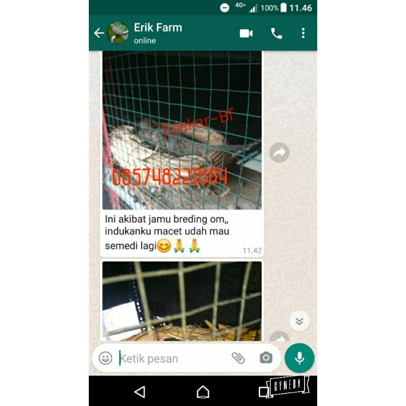 jamu breeding perkutut tekukur dan anggungan lainnya