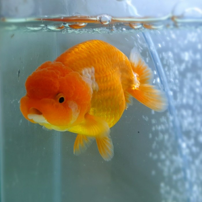 ikan mas koki lionchu deep red / ranchu import