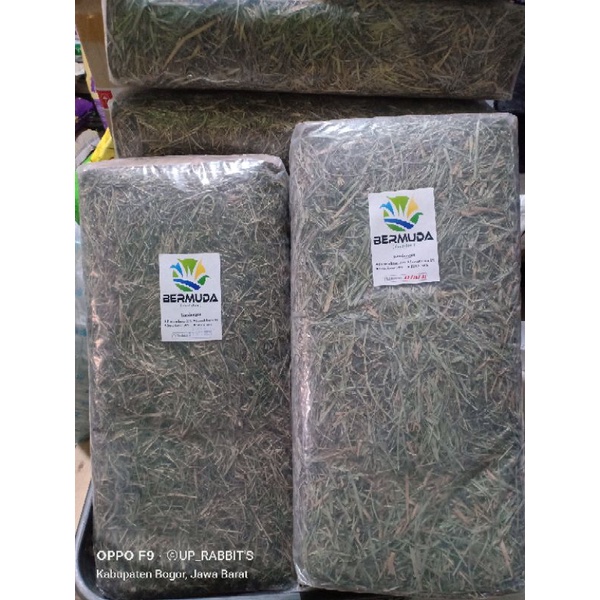 Rumput hay THYMOTY DACTYLON BERMUDA