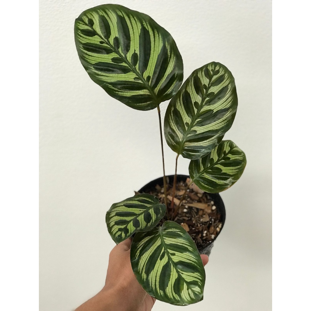 Calathea Makoyana Import