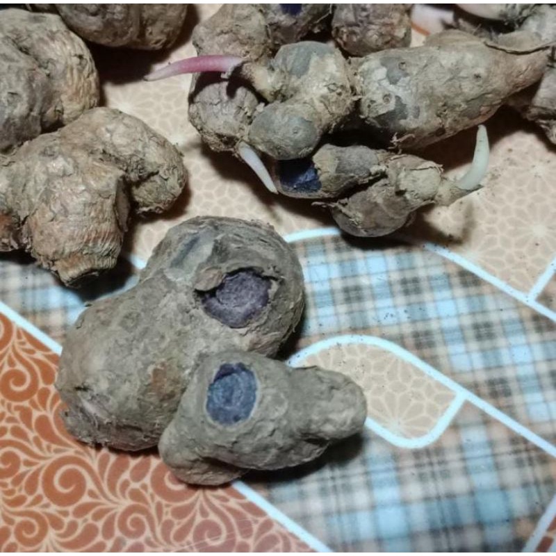 

Kunyit Hitam per ons