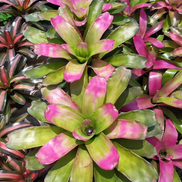 Bromelia green pink giant/tanaman hias bromelia