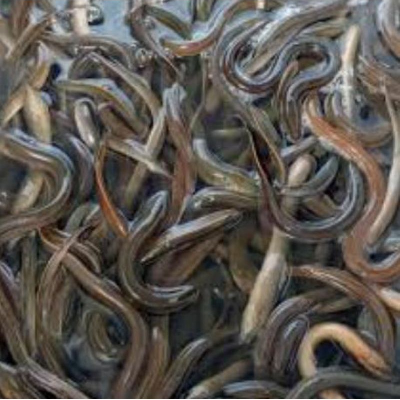 

BELUT HIDUP 1KG 80.000 di bersikan bisa free filet