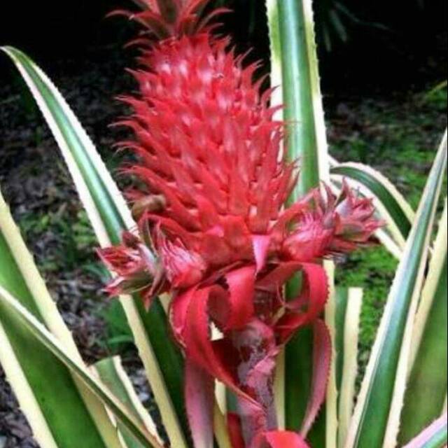 Bibit Nanas Merah