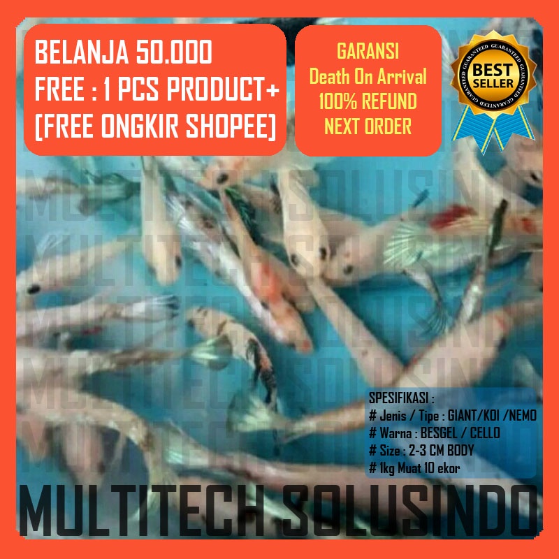 anakan burayak cupang giant koi galaxy yellow nemo red candy multicolour besgel cello