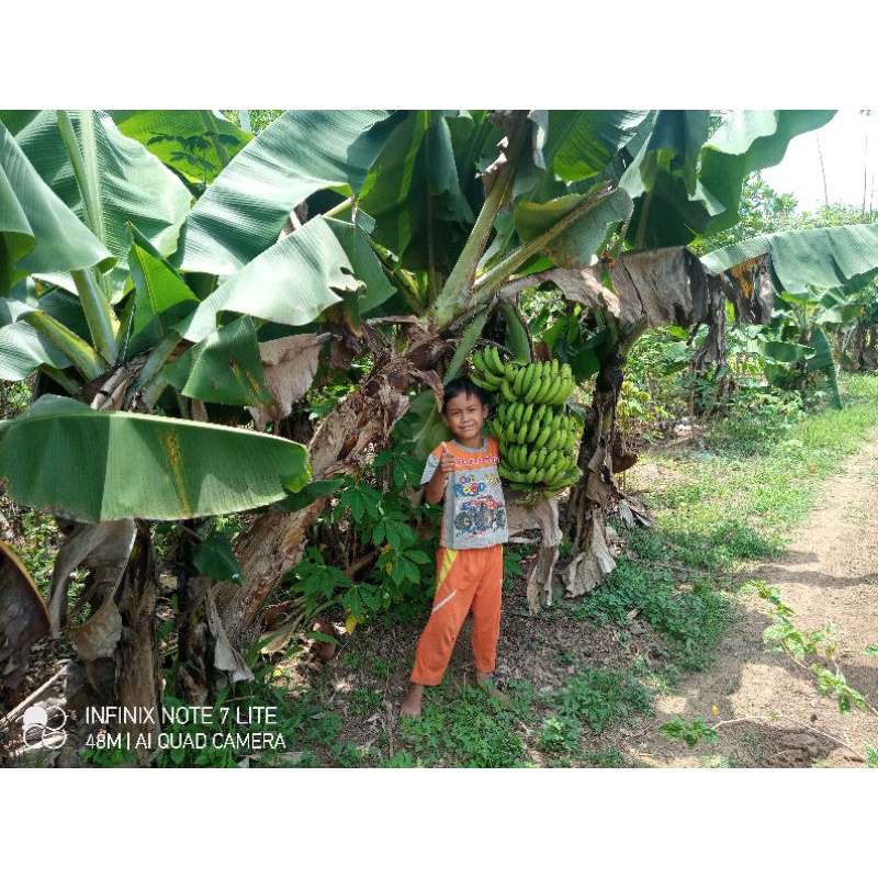 bibit pisang Morosebo