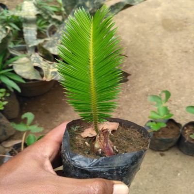 BIBIT TANAMAN PALEM SIKAS / MAWAR JAMBE