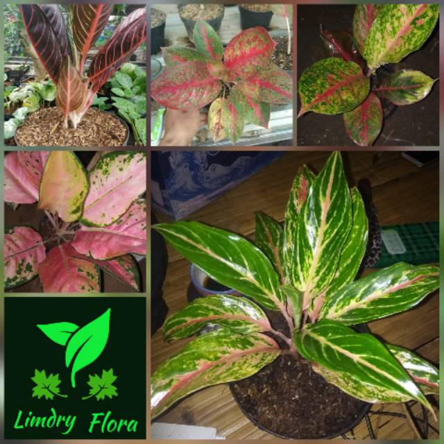 paket aglaonema