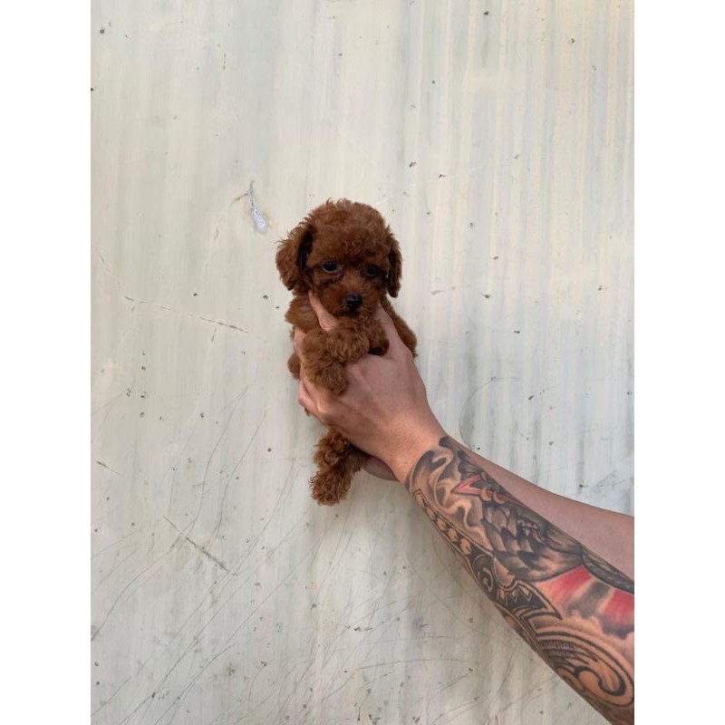 Super red tiny poodle