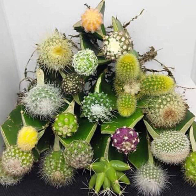 Kaktus mini grafting d kirim random