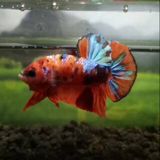55 Gambar Cupang Nemo Galaxy Gratis Terbaik