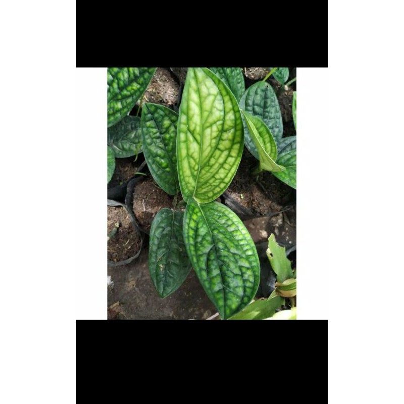 Sirih Badak/Anturium Sirih Badak