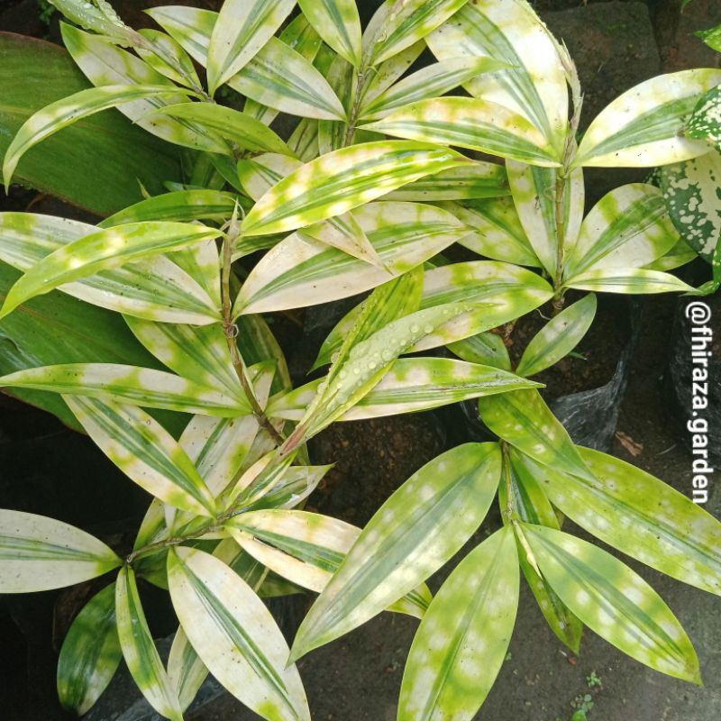 Bambu Hias | Bambu Mini Kuning