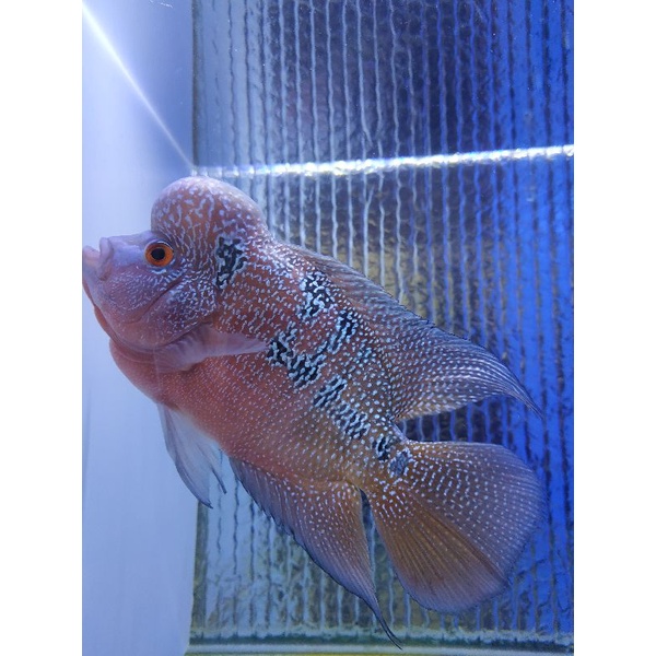 louhan cencu full mutiara