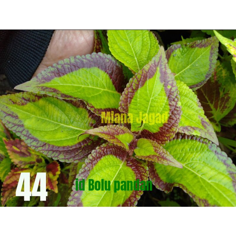Miana Premium/id Bolu pandan/Promo