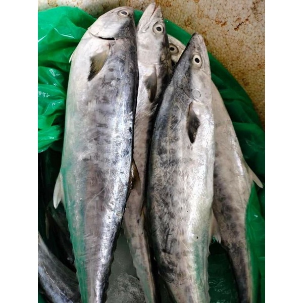 

ikan Tenggiri 1 Ekor 1kg +++