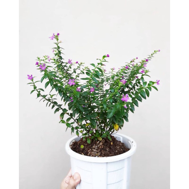 taiwan beauty / bunga seribu bintang| tanaman hias hidup