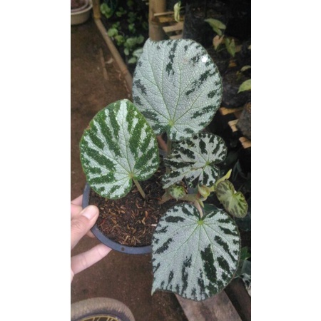 begonia karpet
