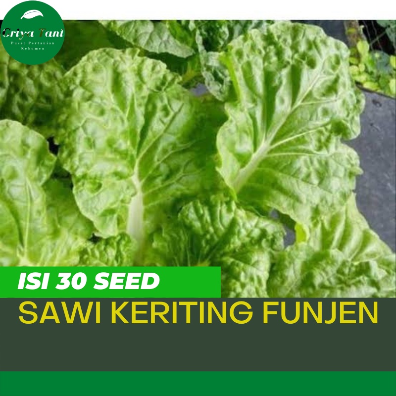 30 Benih Sayur Sawi Keriting Funjen Bibit Sayuran Sawi Keriting Funjen