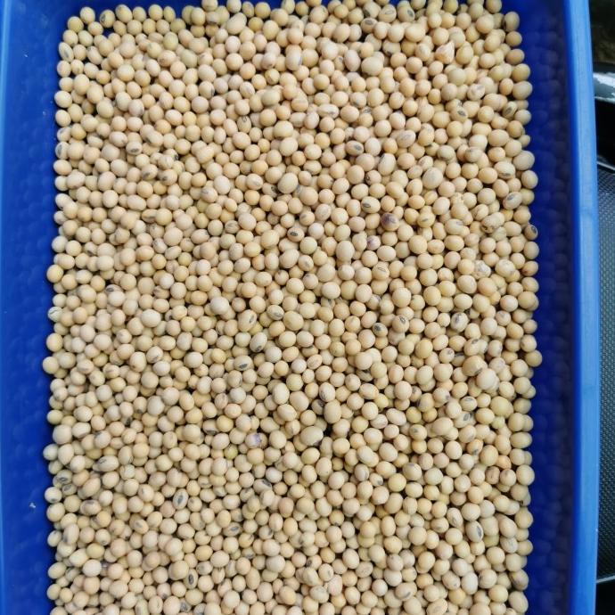 

TURUN HARGA Kacang Kedelai Amerika Super Bersih 1kg AP056