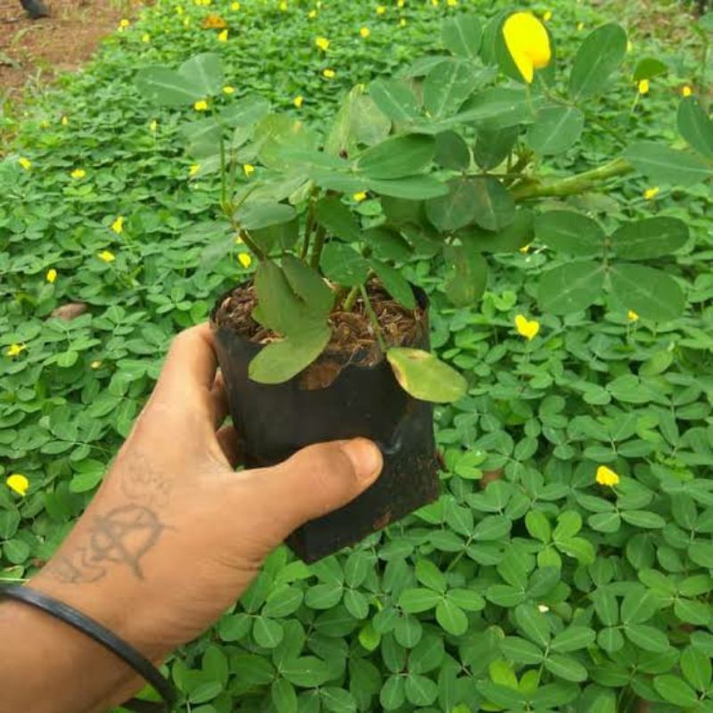 tanaman murah landep kacang hiasan taman