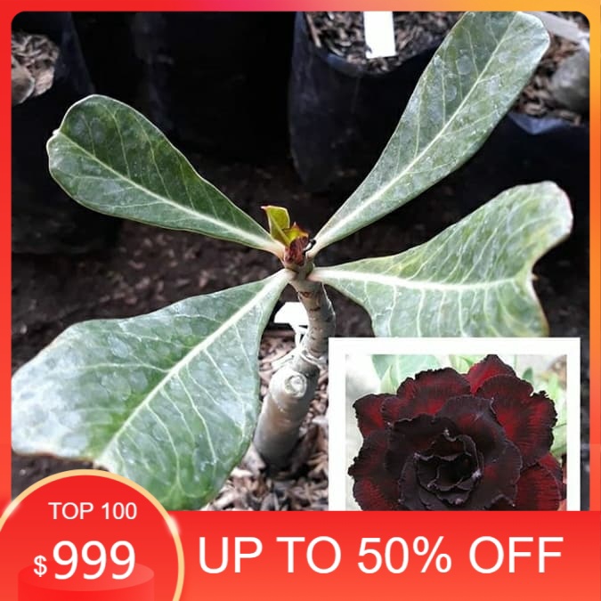 

promo Bibit bunga kamboja adenium good night murah