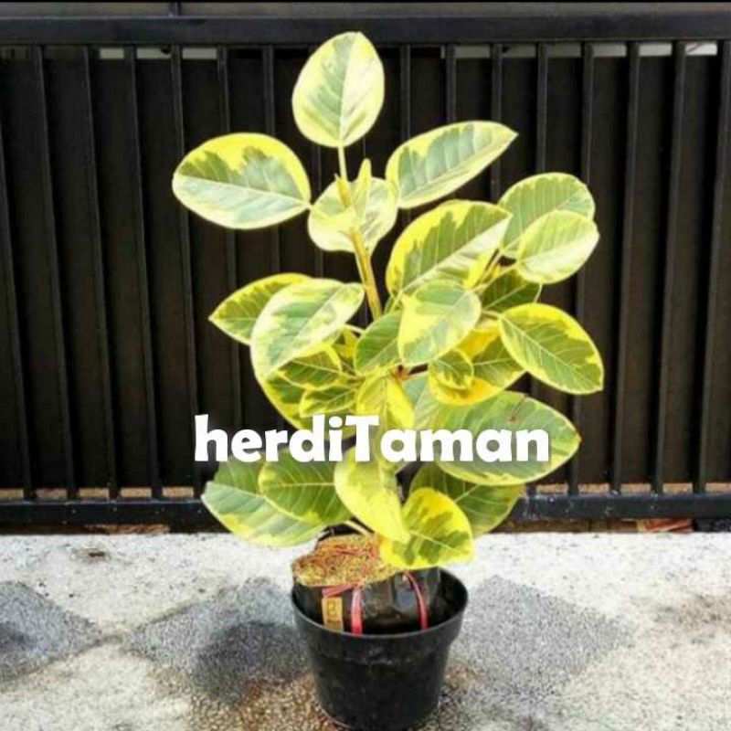 Tanaman Hias Pohon Karet Kebo// Pohon Karet Kebo Golden