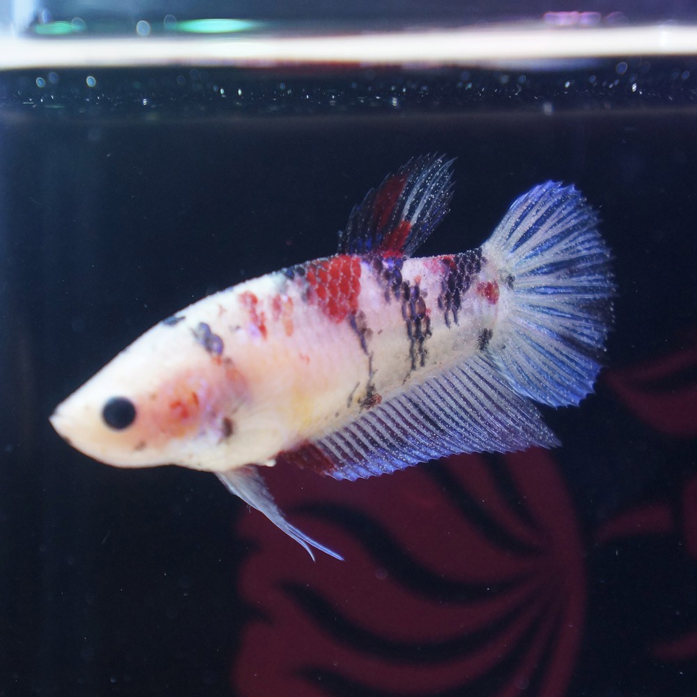 cupang female plakat koi line multicolor betina DES