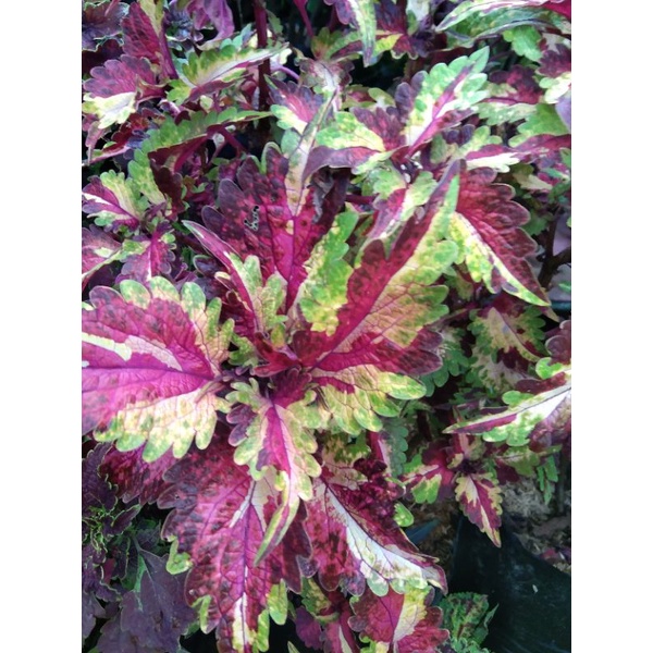 Bunga miana premium berakar