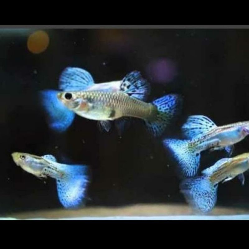 ikan hias/Guppy blue grass