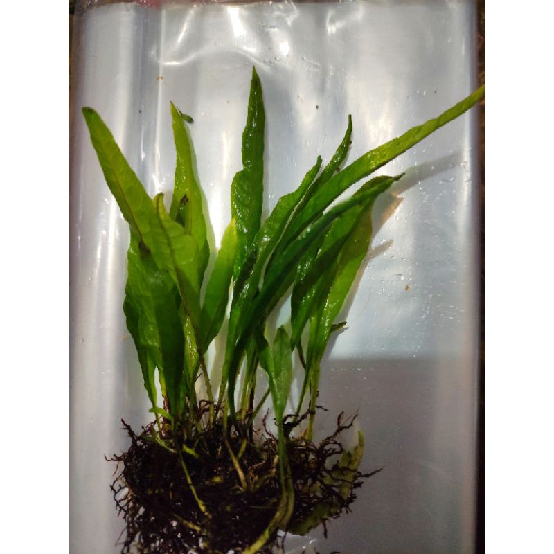 

microsorum java peren per 5 daun