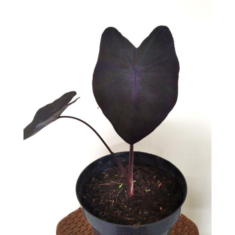 Tanaman hias caladium black magic / Pandalovers