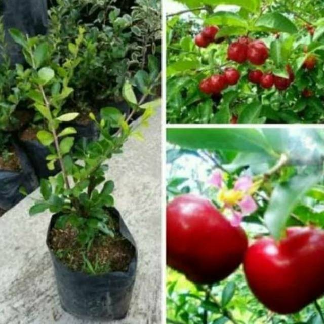 Jual Bibit Tanaman Buah Cherry Chery Ceri Vietnam Hasil Cangkok Manis