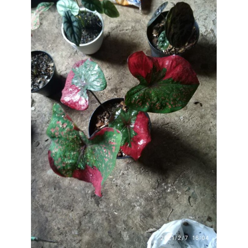 keladi baret indukan