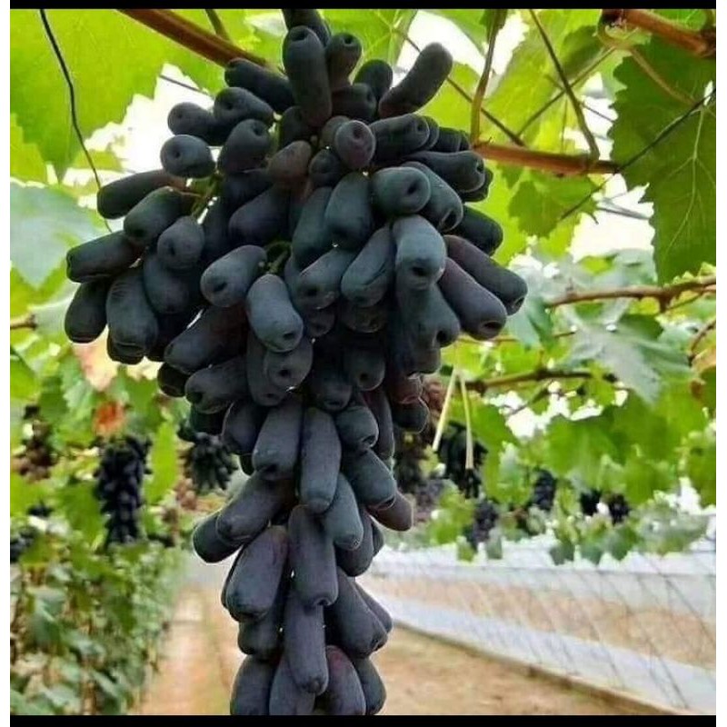 bibit anggur mondrop_bibit anggur impor