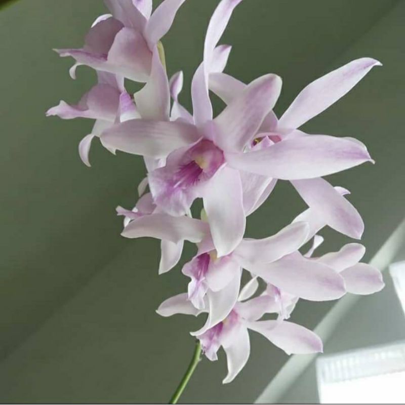 Anggrek Dendrobium Siap Berbunga Den Chanel | Pohon Anggrek Murah