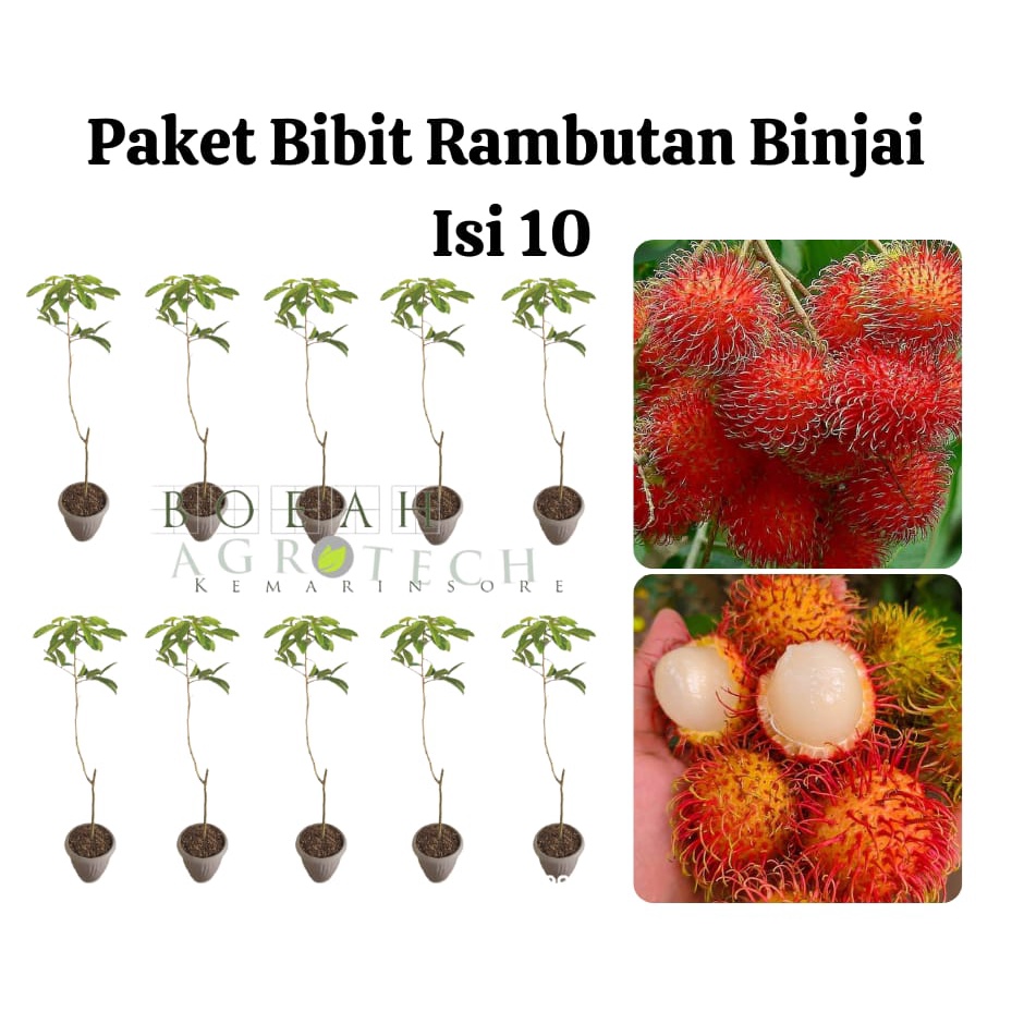 Paket Hemat Bibit Rambutan Binjai Isi 10 Bonus Bibit Strawberry+Polibag