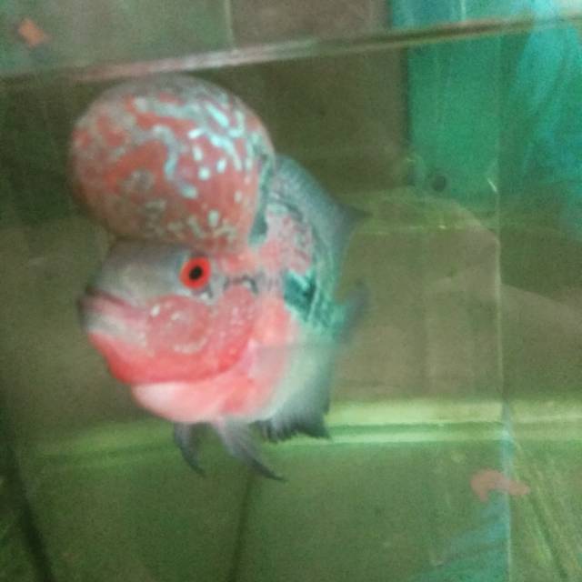 Burayak SRD Line SRD Thailand