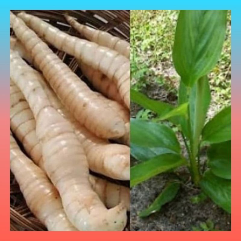 

Umbi Garut Segar 500gr