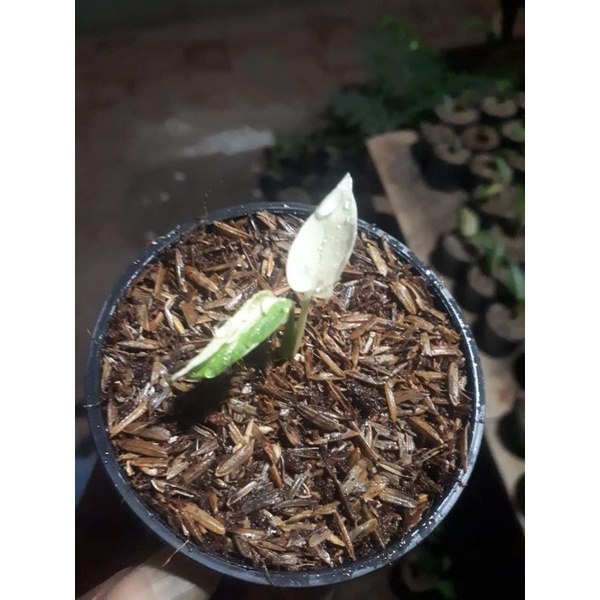 bibit monstera thailand variegata borsigiana 'aurea variegata'